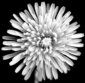 Dandelion flower bw