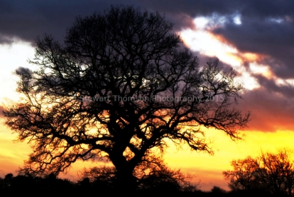 Tree At Sunset